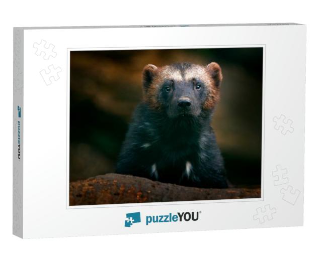 Wolverine Portrait. Detail Close-Up of Wild Animal. Wolve... Jigsaw Puzzle