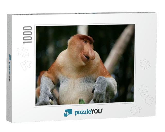 Mature Male Proboscis Monkey or Long-Nosed Monkey Nasalis... Jigsaw Puzzle with 1000 pieces