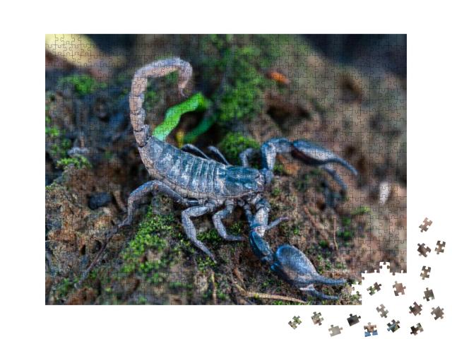 Heterometrus Longimanus Black Scorpion. Emperor Scorpion... Jigsaw Puzzle with 1000 pieces
