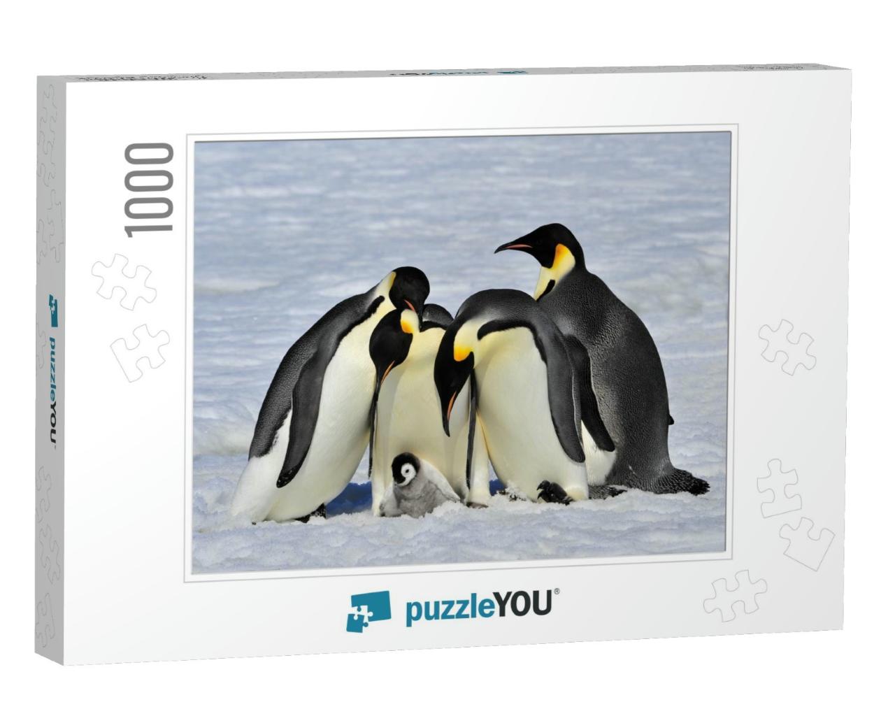 Emperor Penguins with Chick... Jigsaw Puzzle with 1000 pieces