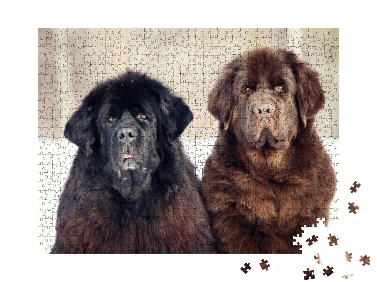 Newfoundland Dog Sitting & Looking At the Camera in Winte... Jigsaw Puzzle with 1000 pieces