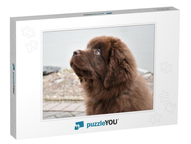 Purebred Brown Newfoundland Puppy Dog Gazing Up... Jigsaw Puzzle