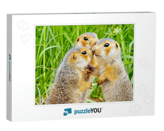 Funny Cute Loving Gophers Sitting in a Meadow on a Warm S... Jigsaw Puzzle
