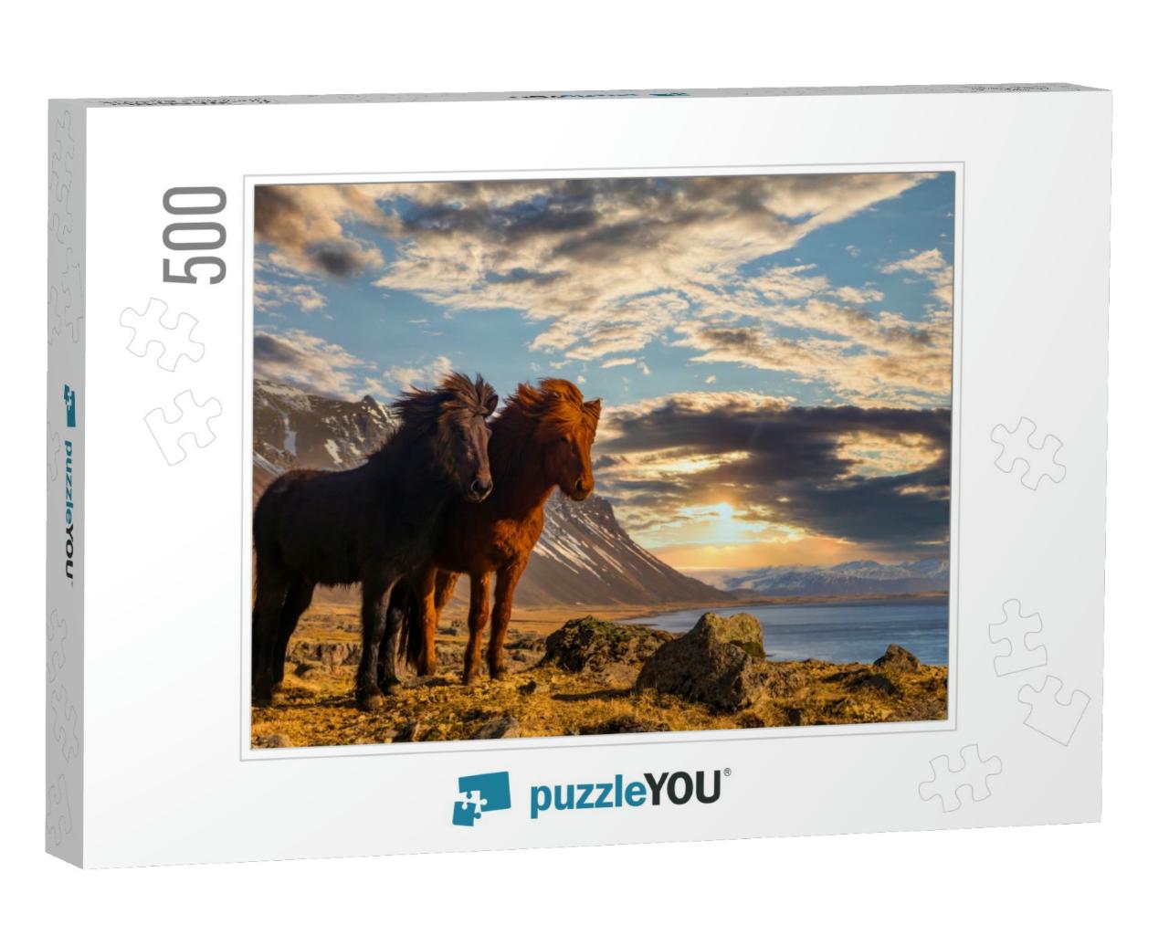 Icelandic Horses. the Icelandic Horse is a Breed of Horse... Jigsaw Puzzle with 500 pieces