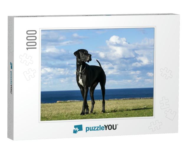 Great Dane by the Sea... Jigsaw Puzzle with 1000 pieces