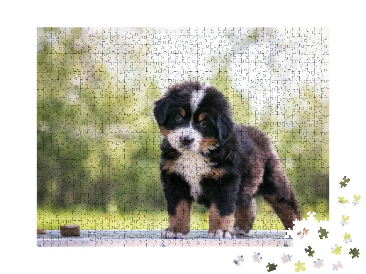 Bernese Mountain Dog Puppy Outside. So Cute & Small Berne... Jigsaw Puzzle with 1000 pieces