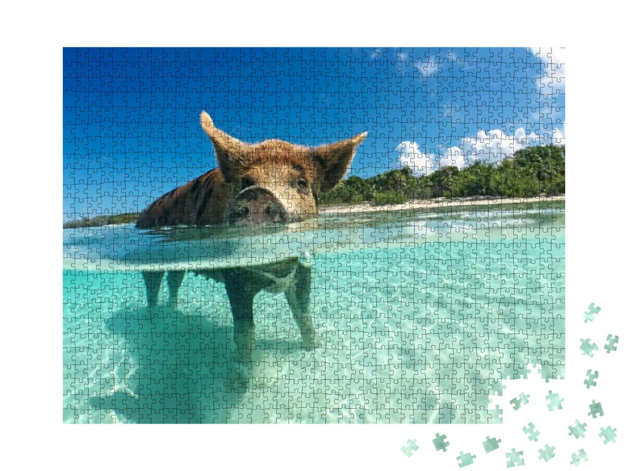 Wild, Swimming Pig on Big Majors Cay in the Bahamas... Jigsaw Puzzle with 1000 pieces