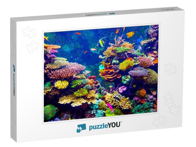 Coral Reef & Tropical Fish in Sunlight. Singapore Aquariu... Jigsaw Puzzle