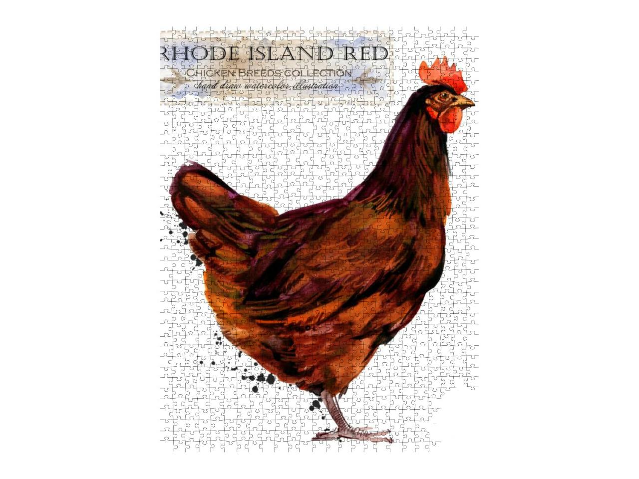 Rhode Island Red Hen. Poultry Farming. Chicken Breeds Ser... Jigsaw Puzzle with 1000 pieces