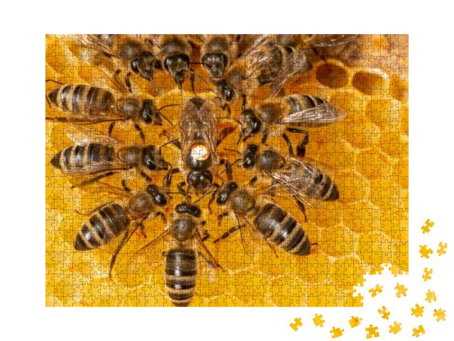 The Queen Apis Mellifera Marked with Dot & Bee Workers Ar... Jigsaw Puzzle with 1000 pieces