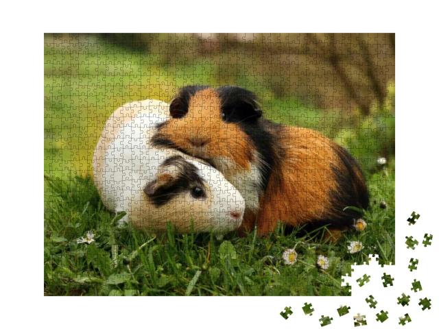 Guinea Pig Friends... Jigsaw Puzzle with 1000 pieces