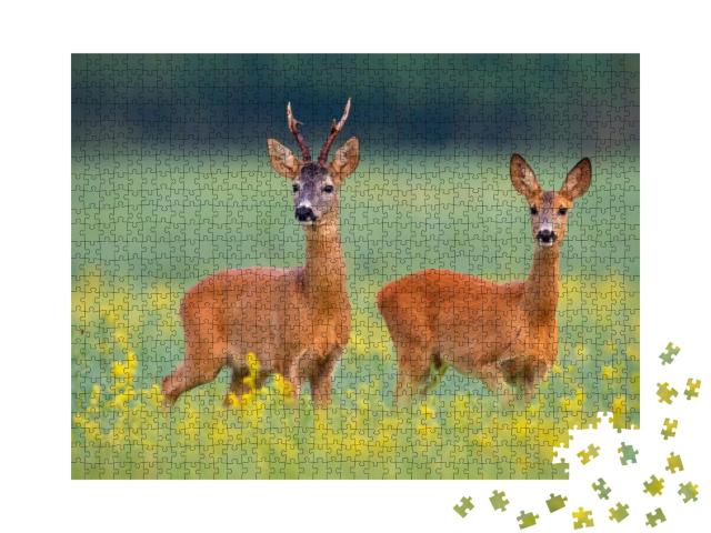 Roe Deer, Capreolus Capreouls, Couple Int Rutting Season... Jigsaw Puzzle with 1000 pieces