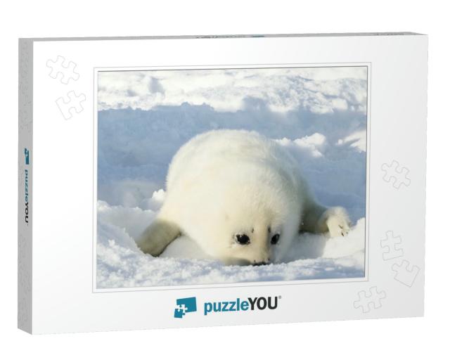 Newborn Seal. Squirrel Seal. White Fluffy Harp Seal... Jigsaw Puzzle