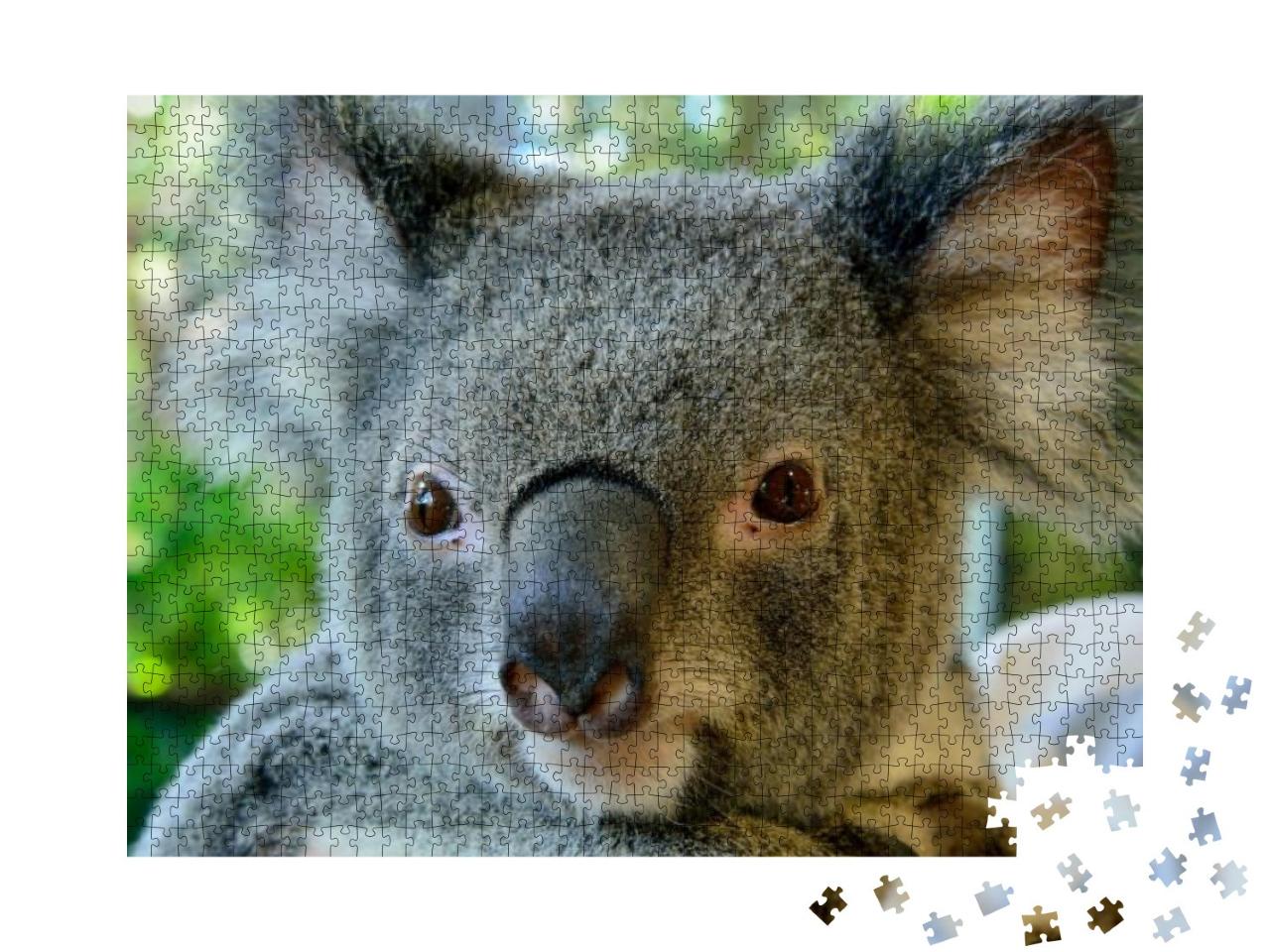 Portrait of Koala in Queensland, Australia... Jigsaw Puzzle with 1000 pieces
