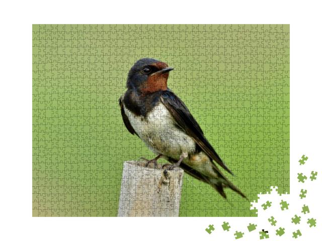 Barn Swallow Hirundo Rustica or Swift, Lovely Black Bird... Jigsaw Puzzle with 1000 pieces