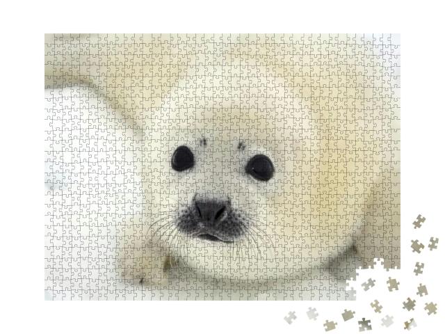 Baby Harp Seal Pup on Ice of the White Sea... Jigsaw Puzzle with 1000 pieces