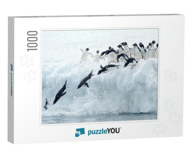 Adelie Penguin Pygoscelis Adeliae - Synchronized Diving... Jigsaw Puzzle with 1000 pieces