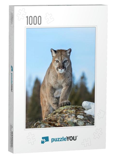 Cougar or Mountain Lion Puma Concolor Walking on Top of R... Jigsaw Puzzle with 1000 pieces