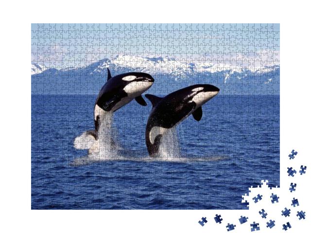 Killer Whale Orcinus Orca, Pair Leaping, Canada... Jigsaw Puzzle with 1000 pieces