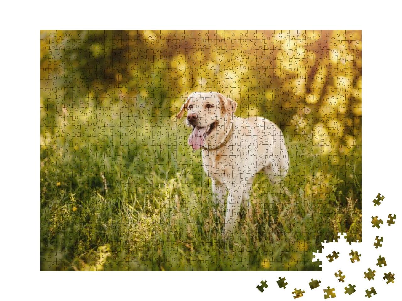 Active, Smile & Happy Purebred Labrador Retriever Dog Out... Jigsaw Puzzle with 1000 pieces