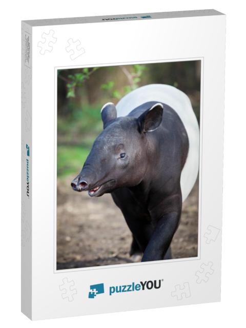 Malayan Tapir, Also Called Asian Tapir Tapirus Indicus... Jigsaw Puzzle