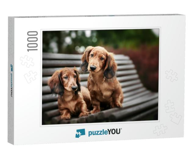 Two Adorable Dachshund Puppies Posing Together on a Bench... Jigsaw Puzzle with 1000 pieces