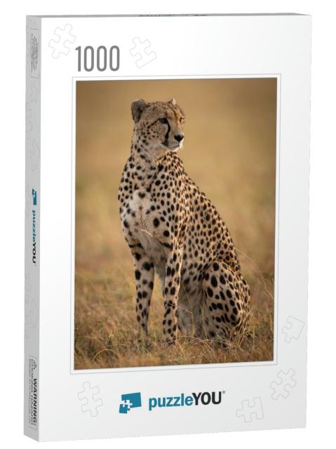 Cheetah Sitting in Grassy Plain Turning Right... Jigsaw Puzzle with 1000 pieces