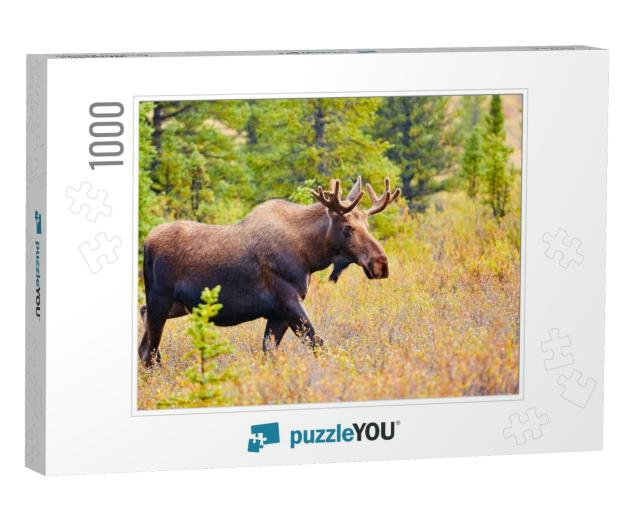 Moose, Denali National Park & Preserve, Alaska, Usa... Jigsaw Puzzle with 1000 pieces
