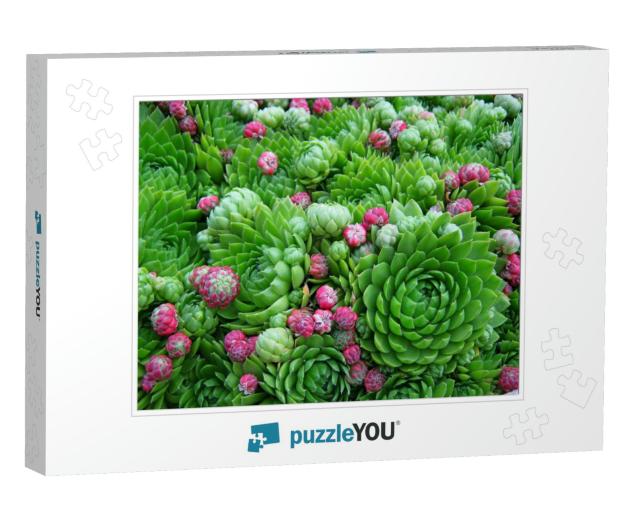 Succulent Cactus Plant as Green Pink Garden Background. C... Jigsaw Puzzle