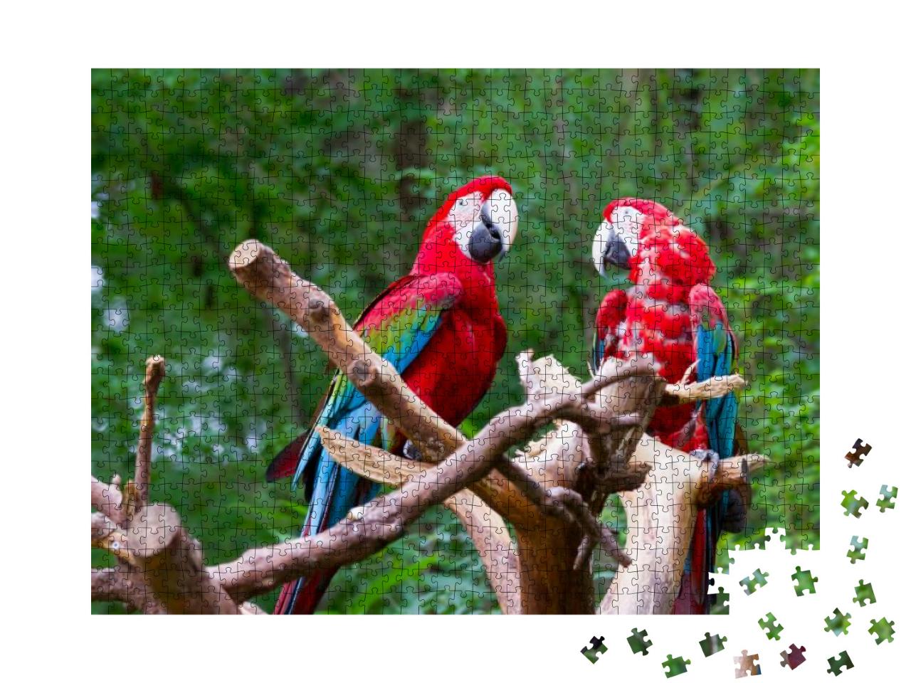 Pair of Parrot Bird Sitting on the Perch... Jigsaw Puzzle with 1000 pieces
