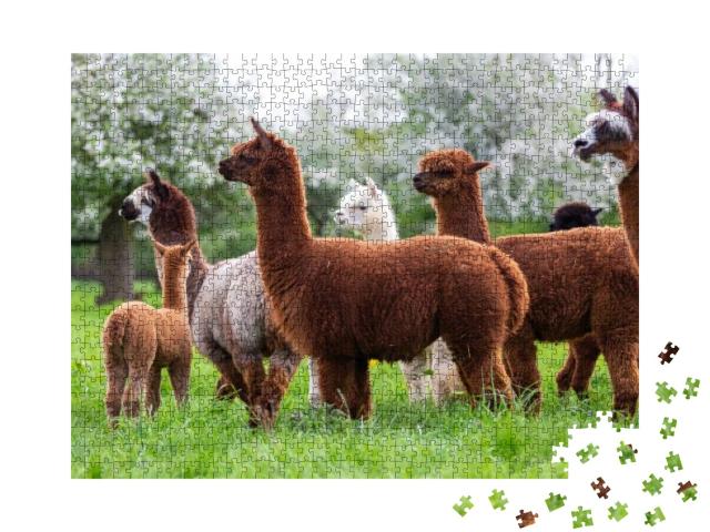 Alpaca Herd on a Spring Meadow, South American Mammals... Jigsaw Puzzle with 1000 pieces