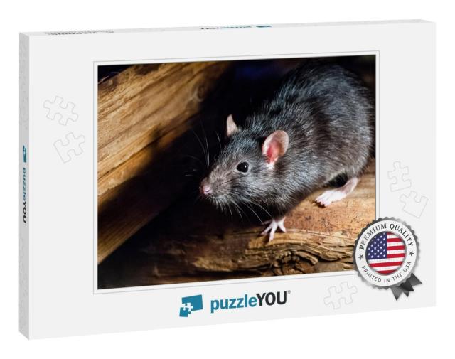 The Black Rat Rattus Rattus, Also Known as Ship Rat, Roof... Jigsaw Puzzle