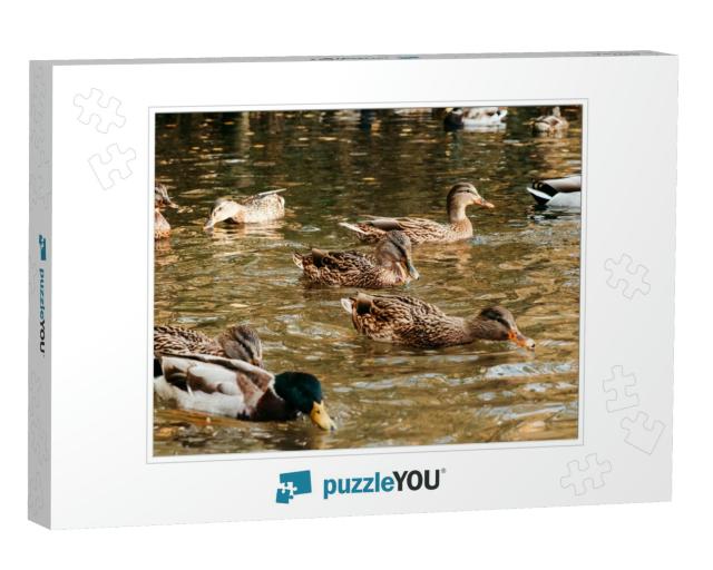 A Large Flock of Ducks Eats Abandoned Bread on the Lake... Jigsaw Puzzle
