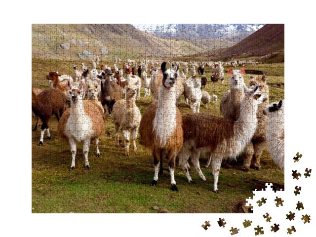 Llamas & Alpacas of Peru... Jigsaw Puzzle with 1000 pieces