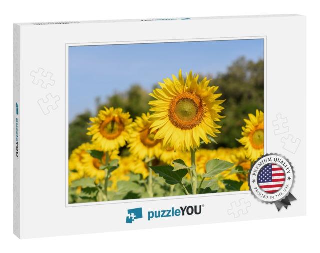 Beautiful Sunflower in Sunflower Field on Summer with Blu... Jigsaw Puzzle