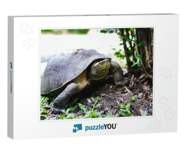 Brown Turtle Walking on Grass. Turtle Shell Injure... Jigsaw Puzzle