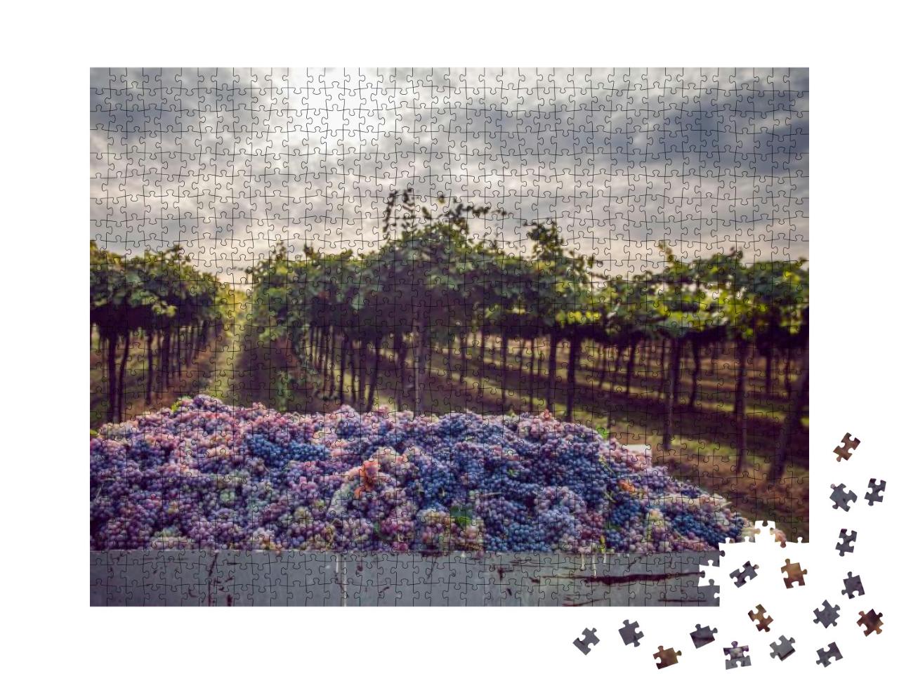 Grape Harvest... Jigsaw Puzzle with 1000 pieces