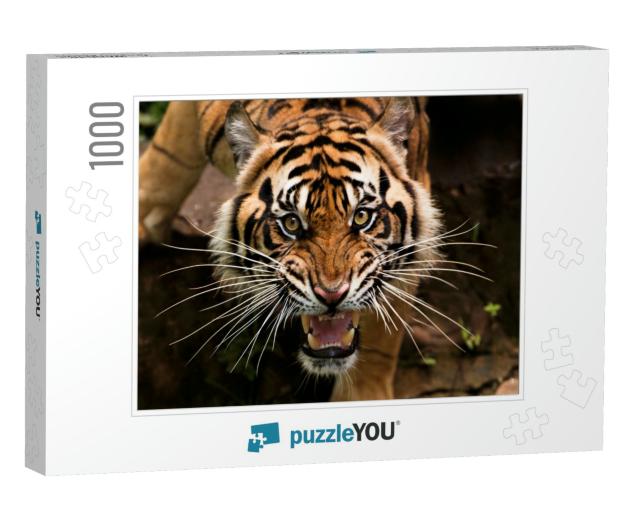 Beautiful Face of Sumatran Tiger... Jigsaw Puzzle with 1000 pieces