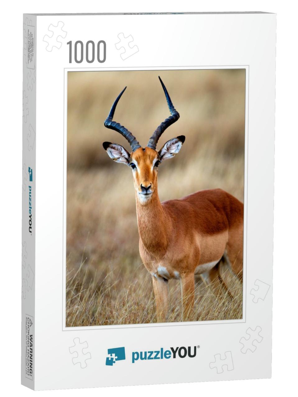 Impala Aepyceros Melampus - Male, Kruger National Park, S... Jigsaw Puzzle with 1000 pieces