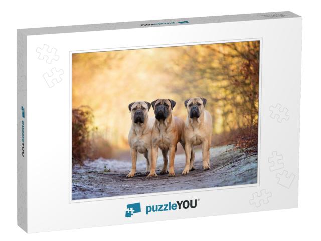 Three Bull Mastiffs on a Frosty Morning... Jigsaw Puzzle