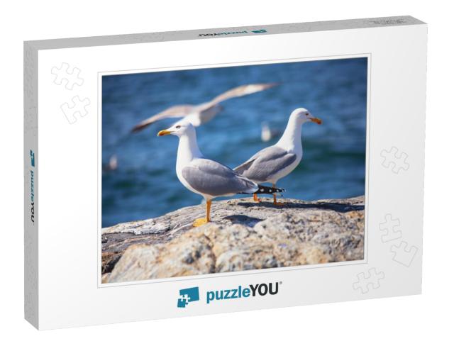 Close Up View of Two White Seagulls Sitting on the Beach... Jigsaw Puzzle