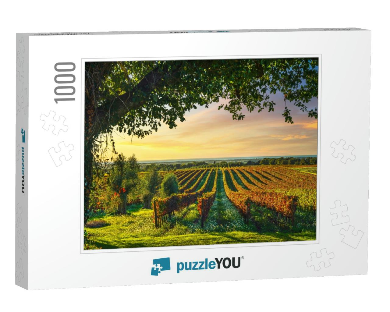 Bolgheri Vineyard, Olive Trees & Flowers At Sunset. Tree... Jigsaw Puzzle with 1000 pieces