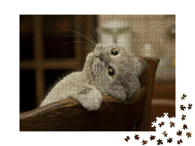 Close-Up of the Cat is Played. Naughty Cats Look. Cat Bri... Jigsaw Puzzle with 1000 pieces