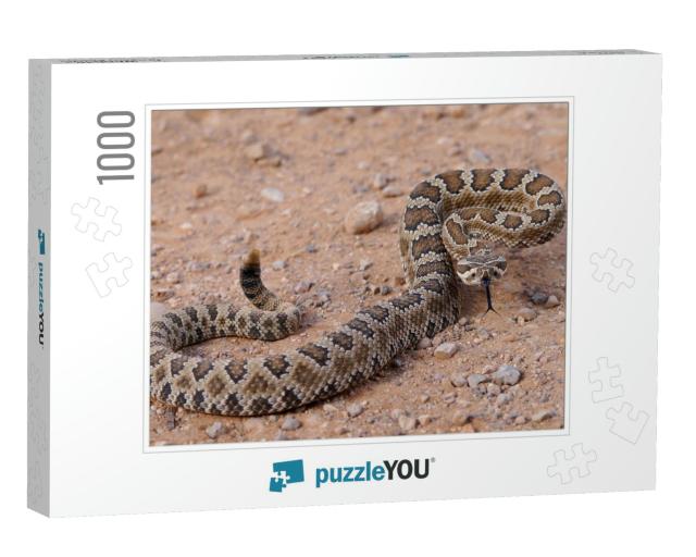 Dangerous Rattle Snake, Coiled & Ready to Strike - Great... Jigsaw Puzzle with 1000 pieces