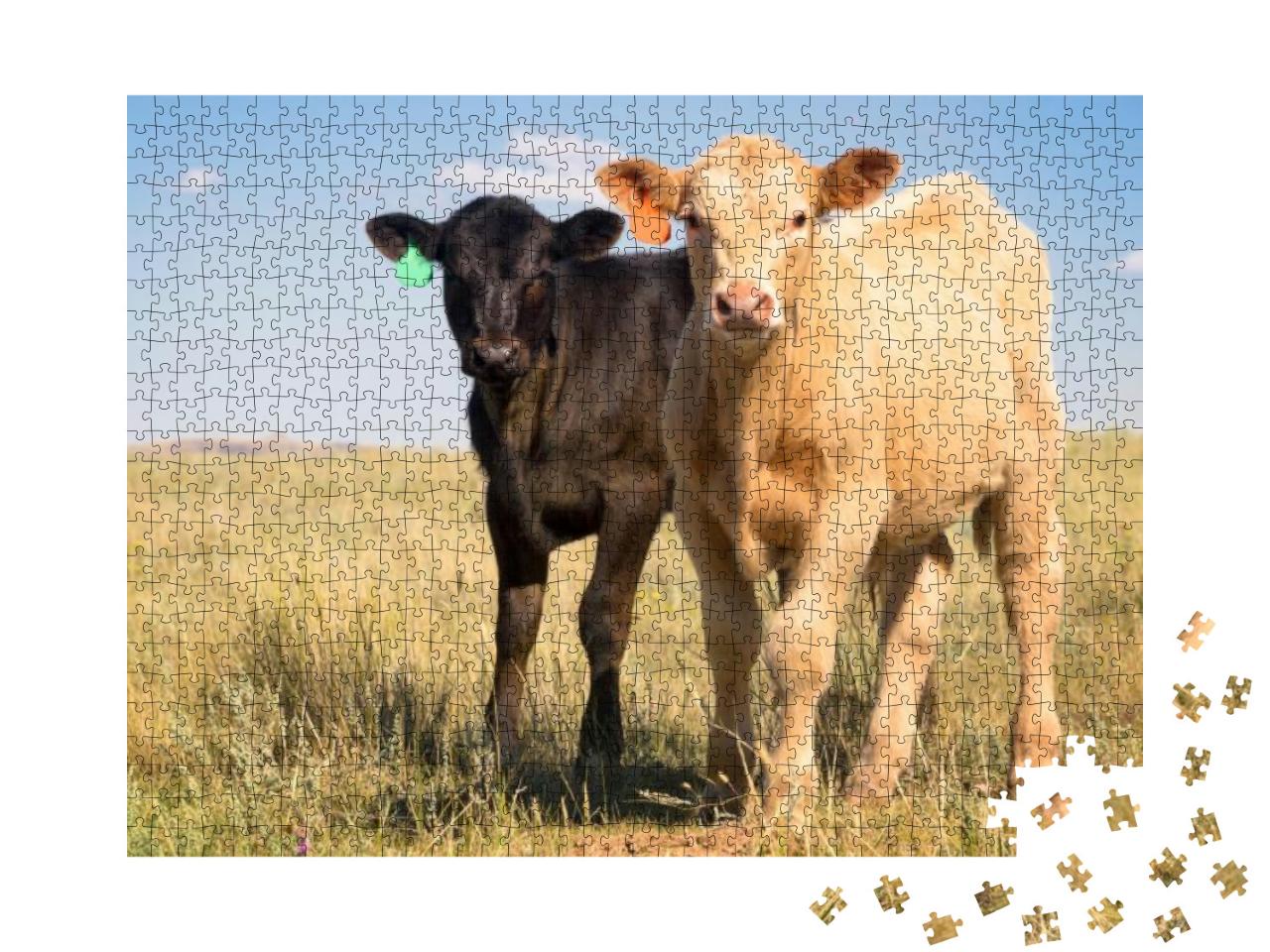 A Cute Palomino Charolais Crossbred Calf & a Black Angus... Jigsaw Puzzle with 1000 pieces