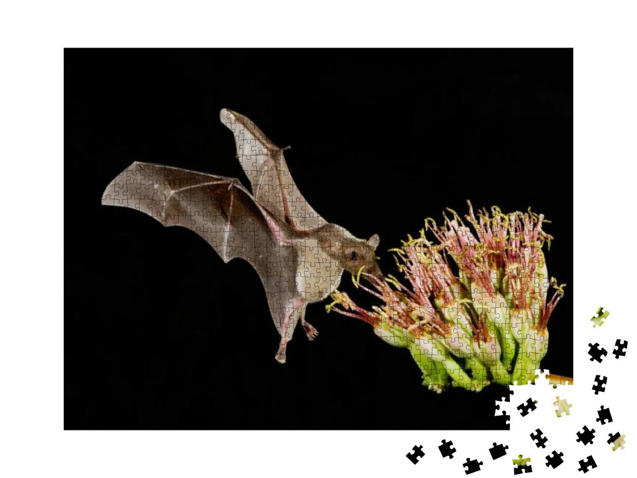Lesser Long-Nosed Bat, Leptonycteris Curasoae, Adult in F... Jigsaw Puzzle with 1000 pieces