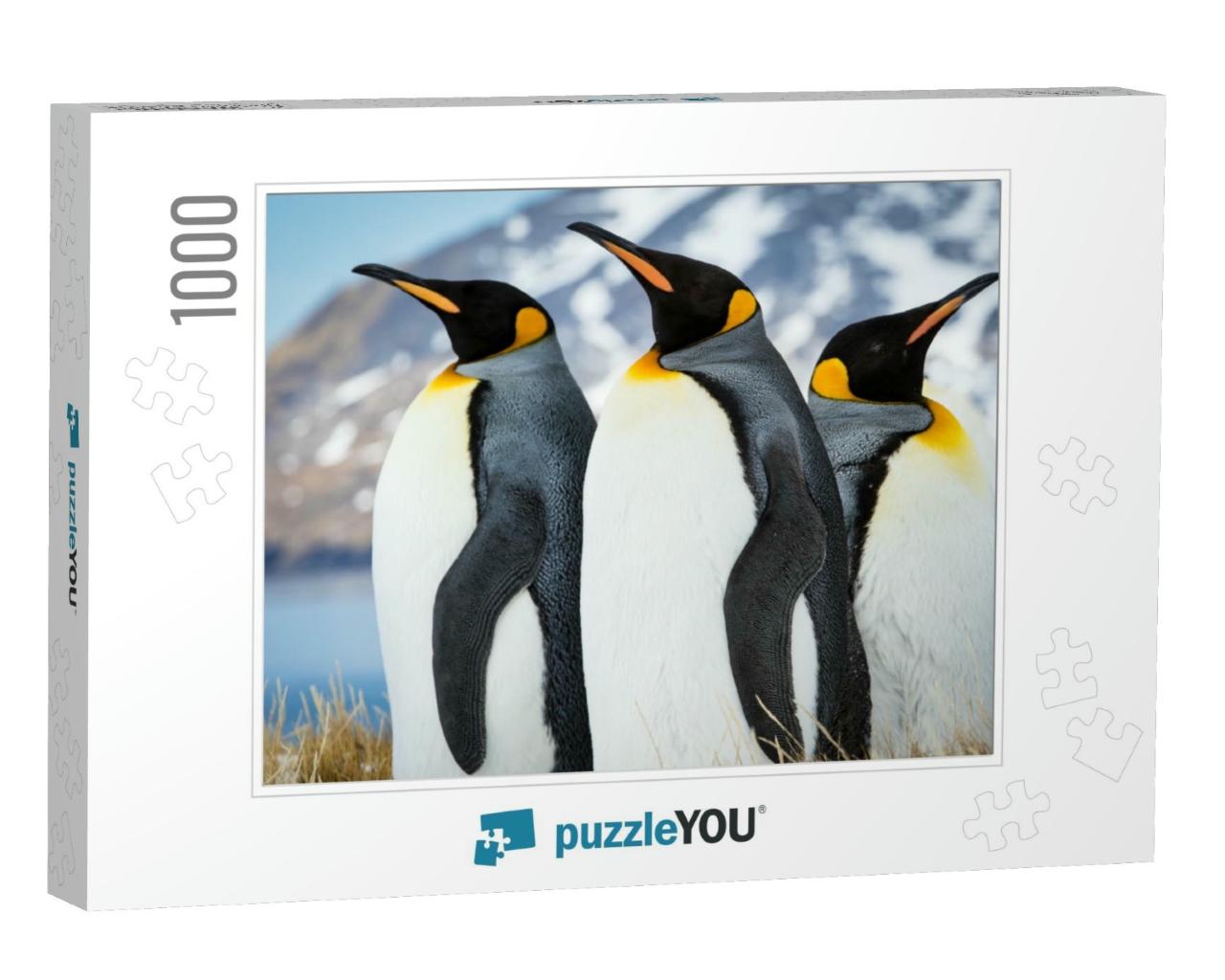 Emperor Penguins of South Georgia... Jigsaw Puzzle with 1000 pieces