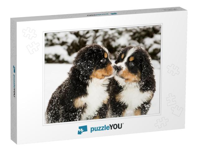 Snowy Bernese Mountain Dog Puppets Sniff Each Others... Jigsaw Puzzle