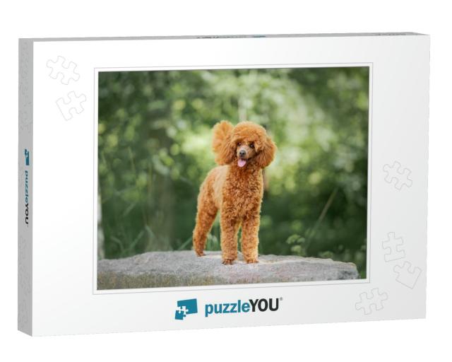 Miniature Poodle Puppy Standing on the Rock... Jigsaw Puzzle