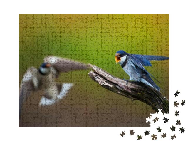 Two White-Throated Swallows in Confrontation... Jigsaw Puzzle with 1000 pieces